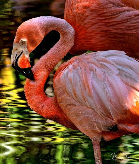 FLAMINGO & BIRD GALLERY :: Behance