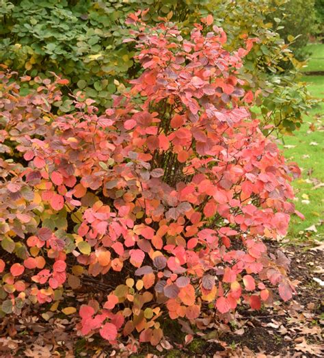 Fothergilla Fiesta | The World's Best Gardening Blog