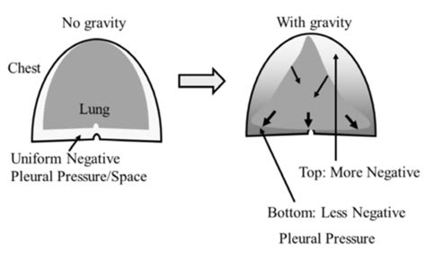 Alveolar Ventilation Flashcards | Quizlet