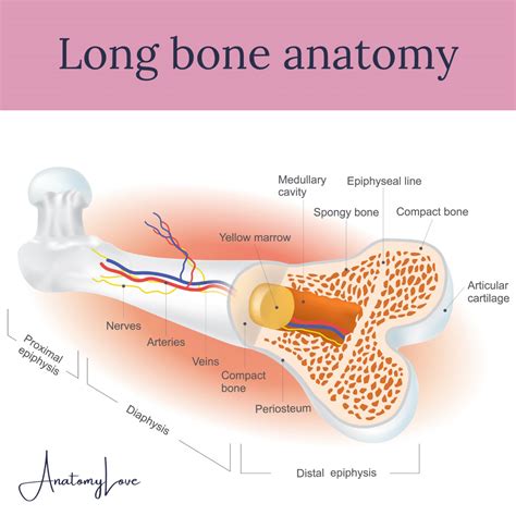 Long bones | Bones, Nursing notes, Pelvic girdle