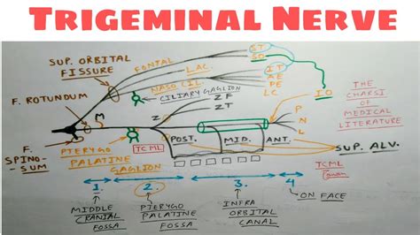 Trigeminal Nerve Branches Chart