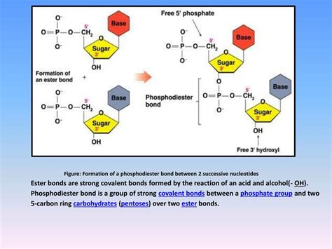 PPT - DNA STRUCTURE PowerPoint Presentation, free download - ID:2118786