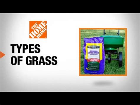 Types of Grass - The Home Depot