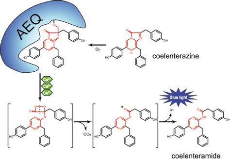Diagram showing Ca 2+-dependent light generation by aequorin ...