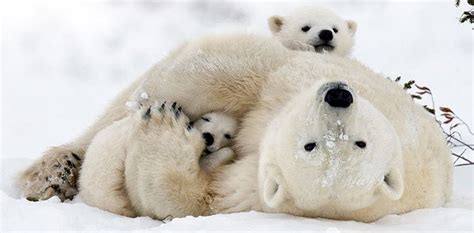 Support Polar Bear Conservation with a Monthly Donation