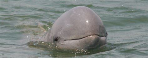 Irrawaddy dolphin - Alchetron, The Free Social Encyclopedia