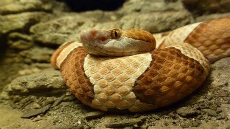 Copperhead Agkistrodon contortrix - Photorator