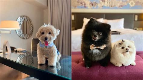 10 pet-friendly hotels for a pawcation with your pets