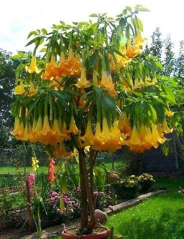 Growing brugmansia learn angel trumpet tree care tips how to – Artofit