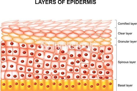 Epidermis | Definition, Anatomy and Function