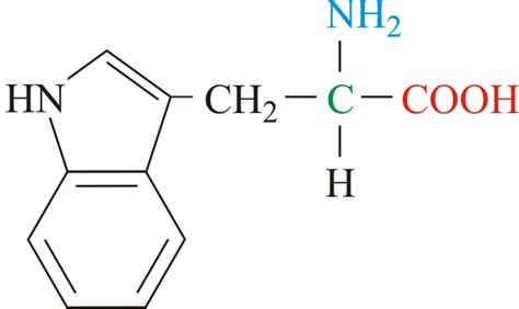 L Tryptophan Structure