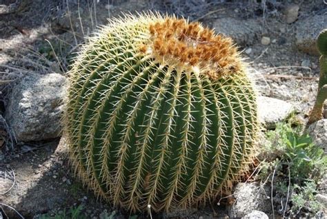 Beautiful Desert Plants With Names