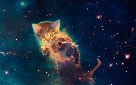 Galaxy Cat Wallpapers - Top Free Galaxy Cat Backgrounds - WallpaperAccess