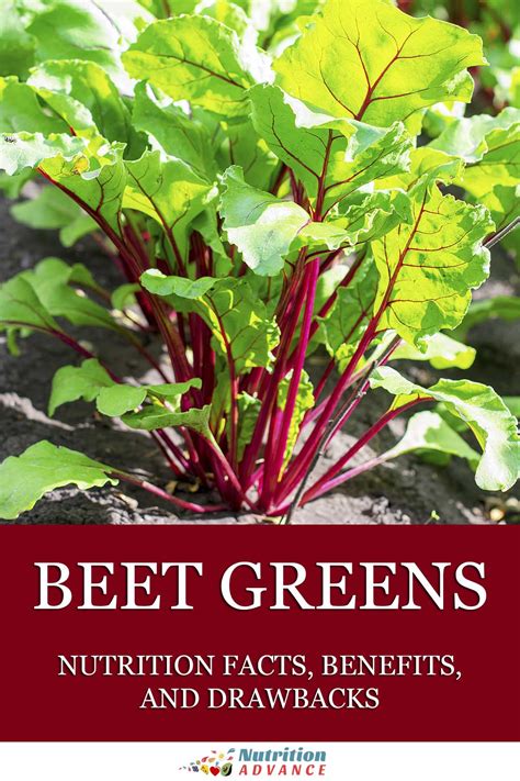 Beet Greens: Nutrition Facts, Benefits, and Concerns - Nutrition Advance