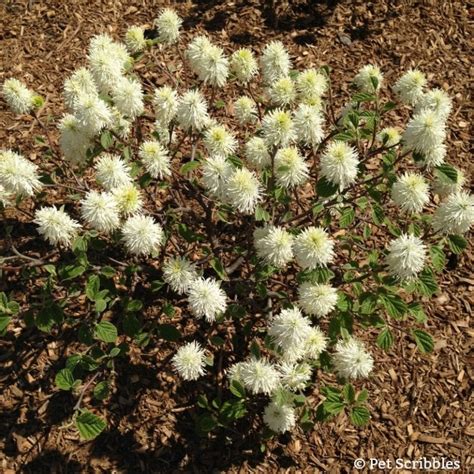 Fothergilla: a unique, easy-care flowering shrub! - Garden Sanity by ...