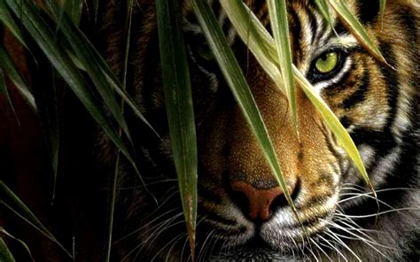 Tiger HD Wallpapers - Wallpaper Cave