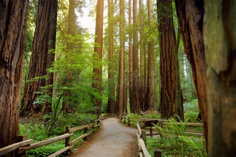 Hiking Trails through Giant Redwoods in Muir Forest Near San Francisco ...