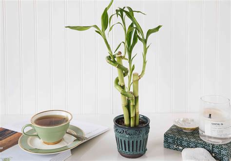 The 10 Best Plants for Your Office or Desk