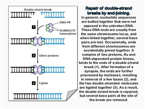 Mutation and dna repair mechanisms