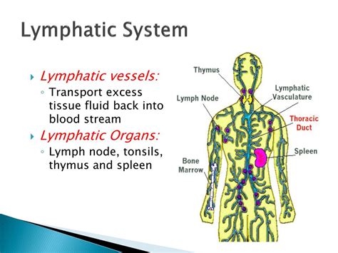 Ppt Tissue Fluid And The Lymphatic System Powerpoint Presentation Id