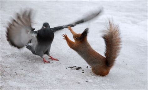 Squirrels fighting | Funny