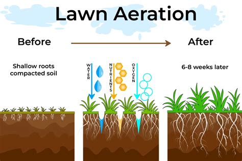 The Benefits of Lawn Aeration in the Spring