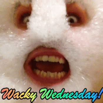 Wacky Wednesday GIFs - Find & Share on GIPHY