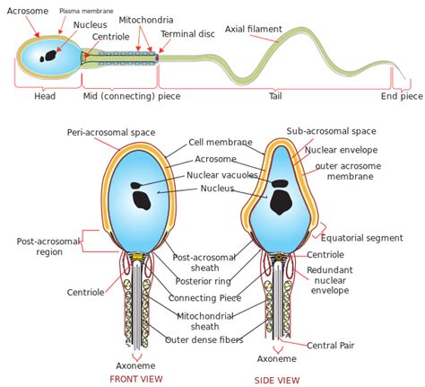 Difference Between Male and Female Gametes | Compare the Difference ...