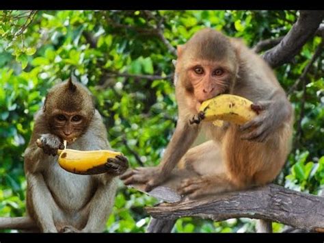 Wild Monkey eating Banana – Cute Animals and Pets Compilation