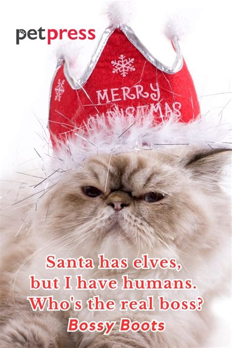 85 Funny Christmas Cat Quotes to Crack You Up This Holiday