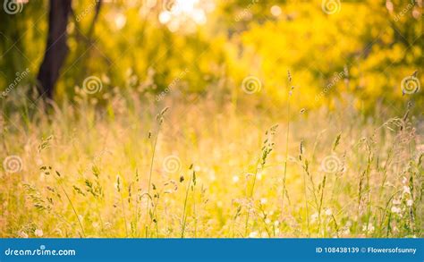 Summer Closeup Butterfly in Sunset Light. Bright Landscape ...