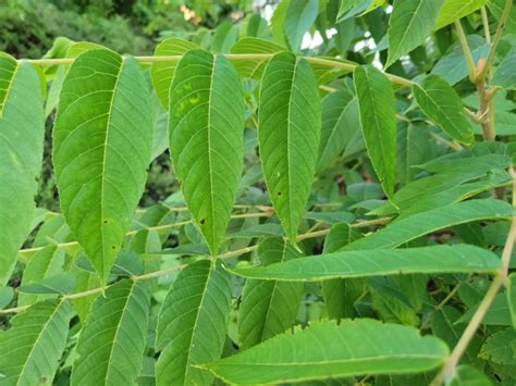 Why All Homeowners Should Know How to Identify Black Walnut Trees