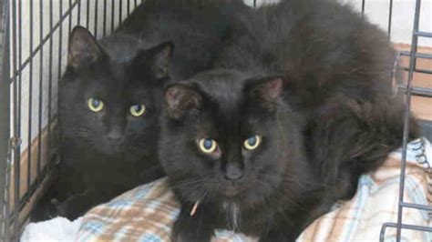 Shelters waive adoption fees for black cats ahead of Black Friday | CTV ...