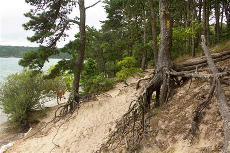 How Do You Stop Pine Tree Roots From Growing? [5 Actionable Solutions]