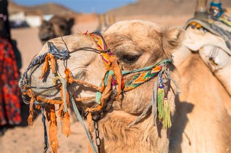 Camels on the African Desert Stock Image - Image of recreational ...