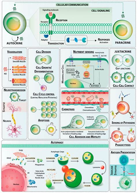 5 Types Of Cell Signaling