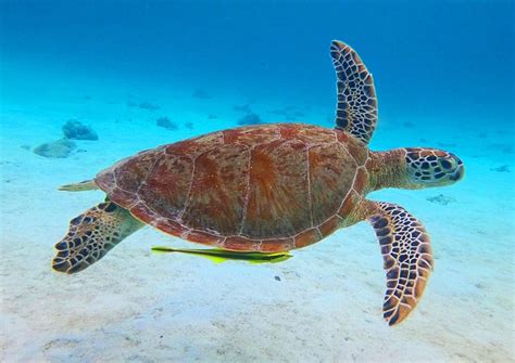 Hawksbill Sea Turtle Endangered Species Philippines / Conservation News ...