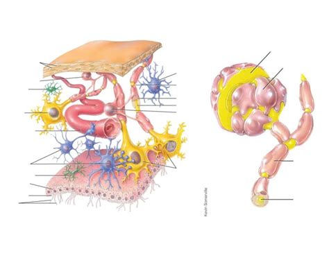 Nervous Tissue Anatomy Quiz