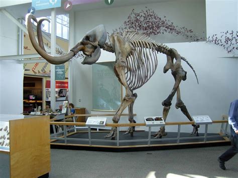 Woolly Mammoth Animal Facts | Mammuthus Primigenius | AZ Animals