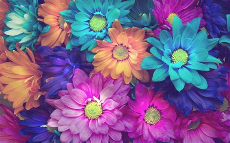 Flower Background Hd Wallpaper Full | Best Flower Site