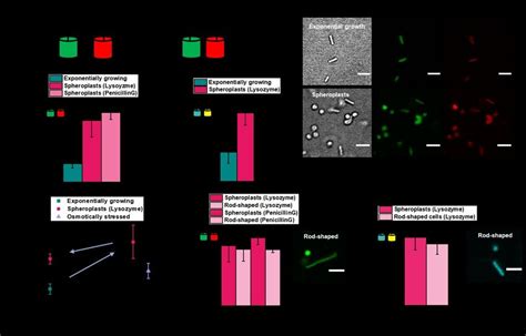 Spheroplast formation increases macromolecular crowding in E. coli. (a ...