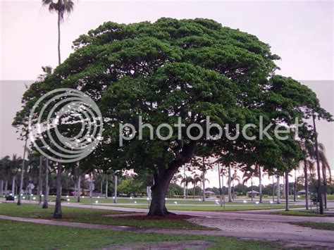 Hura crepitans-- Sandbox Tree - TROPICAL LOOKING PLANTS - Other Than ...