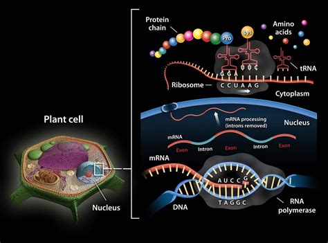 RNA | Definition, Structure, Types, & Functions | Britannica