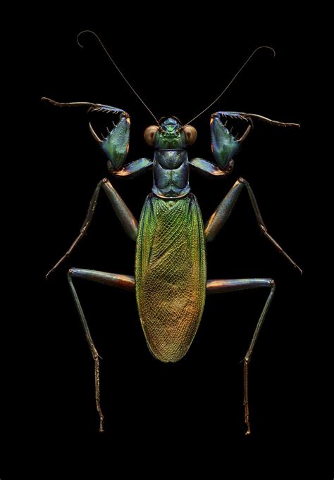 Art and Science Collide in These Beautiful Macro Images of Insects ...