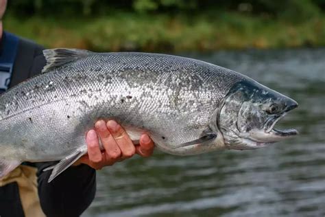 Tips and Tricks to Salmon Fishing - Salmon Catcher Lodge