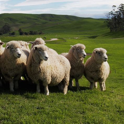 Why New Zealand Wool? - Campaign for Wool