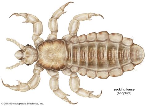 Louse | Description, Features, Life Cycle, Species, & Classification ...