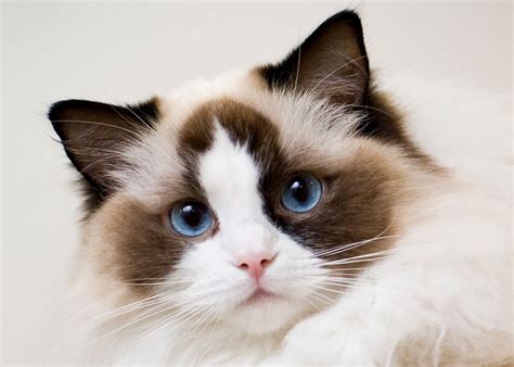 Ragdoll: Cat Breed Profile, Characteristics & Care