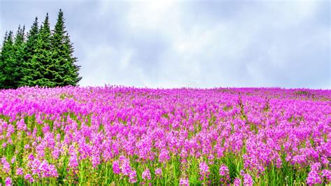 Hiking through Alpine Meadows Covered in Pink Fireweed Wildflowers in ...