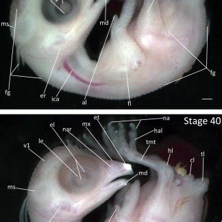 Stages 9 and 10: Anterior–posterior axis reads left to right in both ...